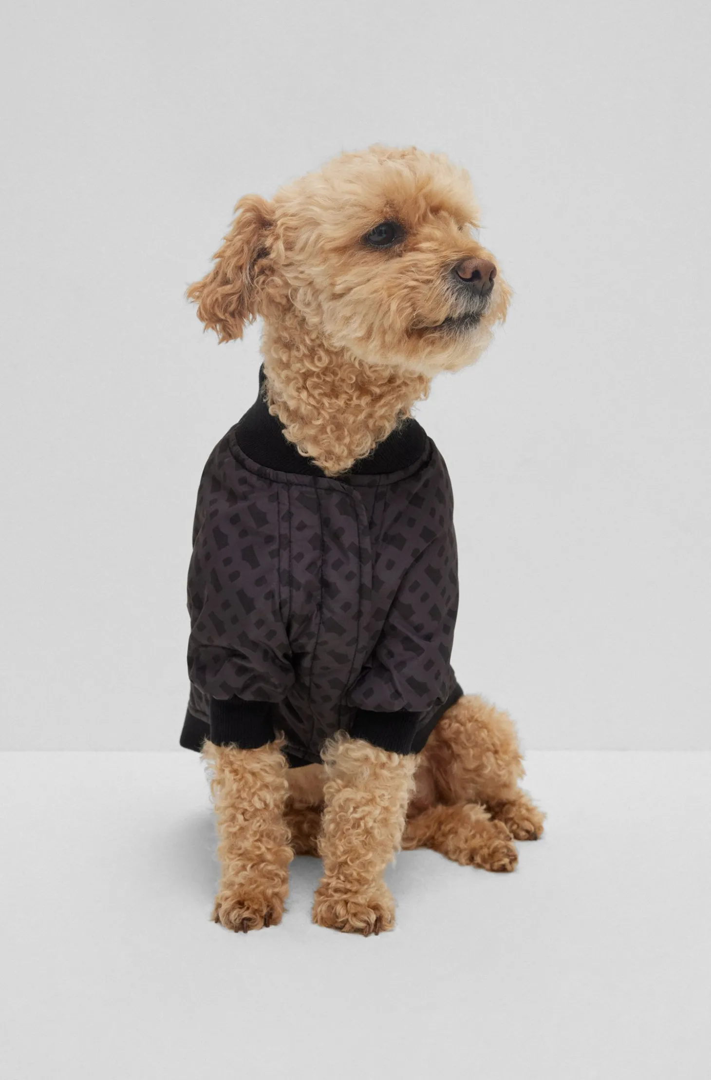 Hunde-Bomberjacke