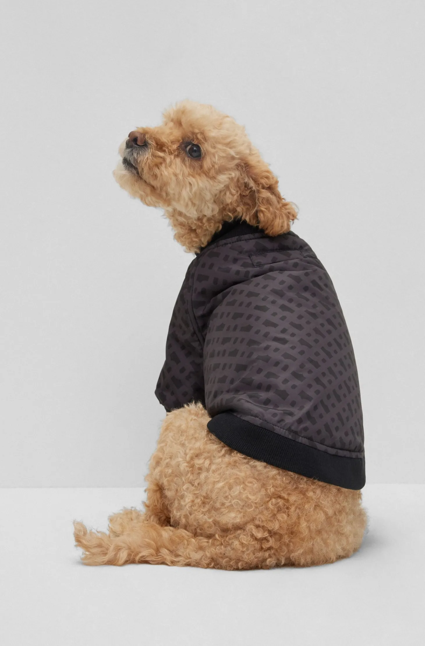Hunde-Bomberjacke