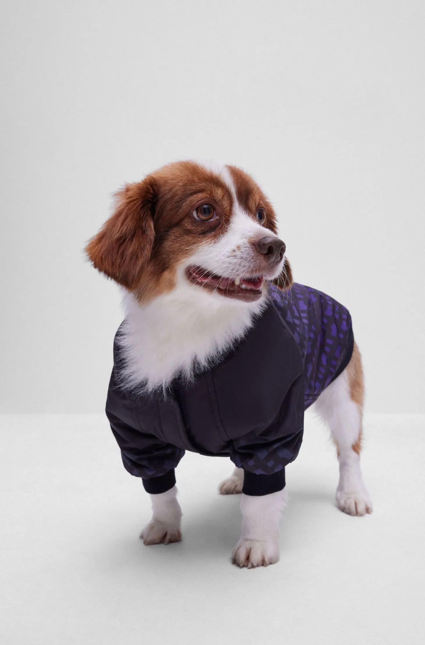 Hunde-Bomberjacke mit Dégradé-Monogrammen