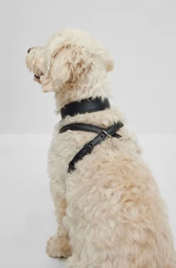 Hunde-Geschirr aus recyceltem Leder