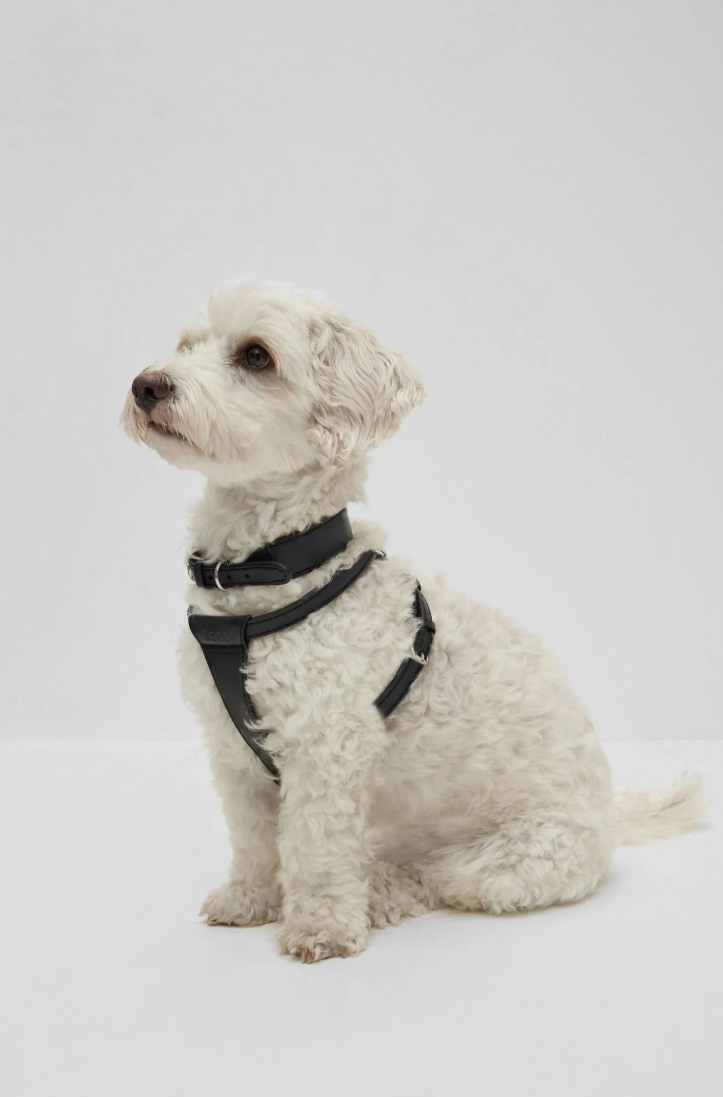 Hunde-Geschirr aus recyceltem Leder