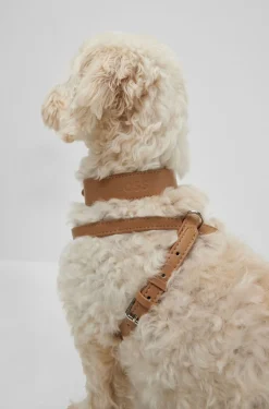 Hunde-Geschirr aus recyceltem Leder