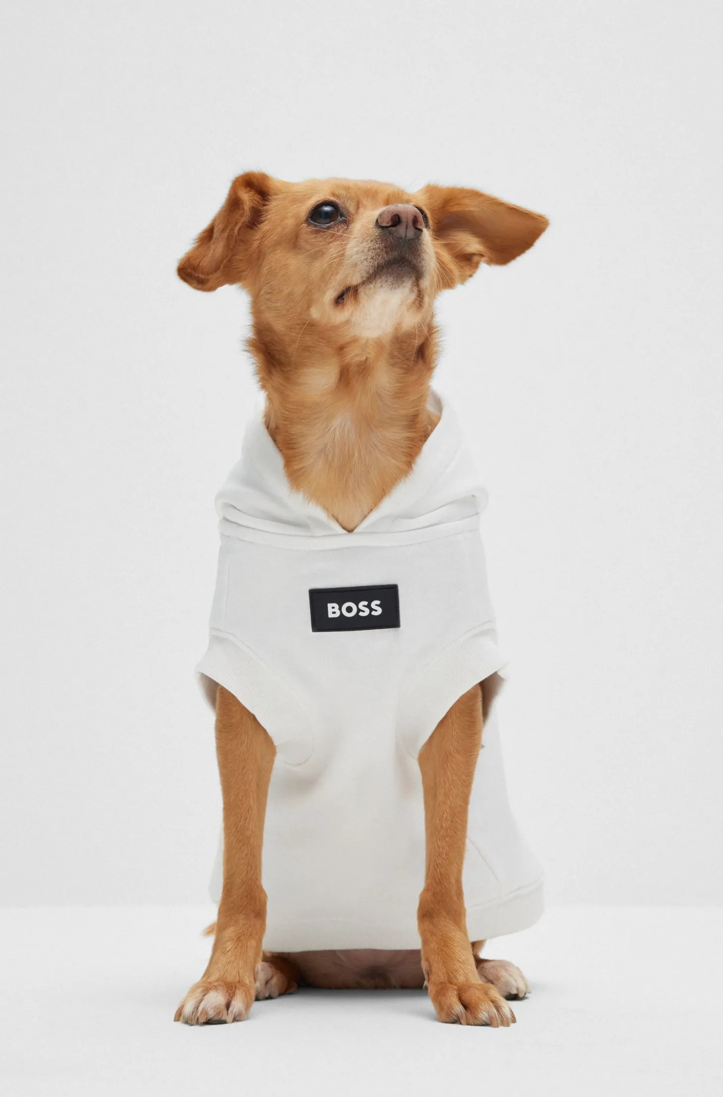 Hunde-Hoodie aus Baumwolle mit Palmen-Print
