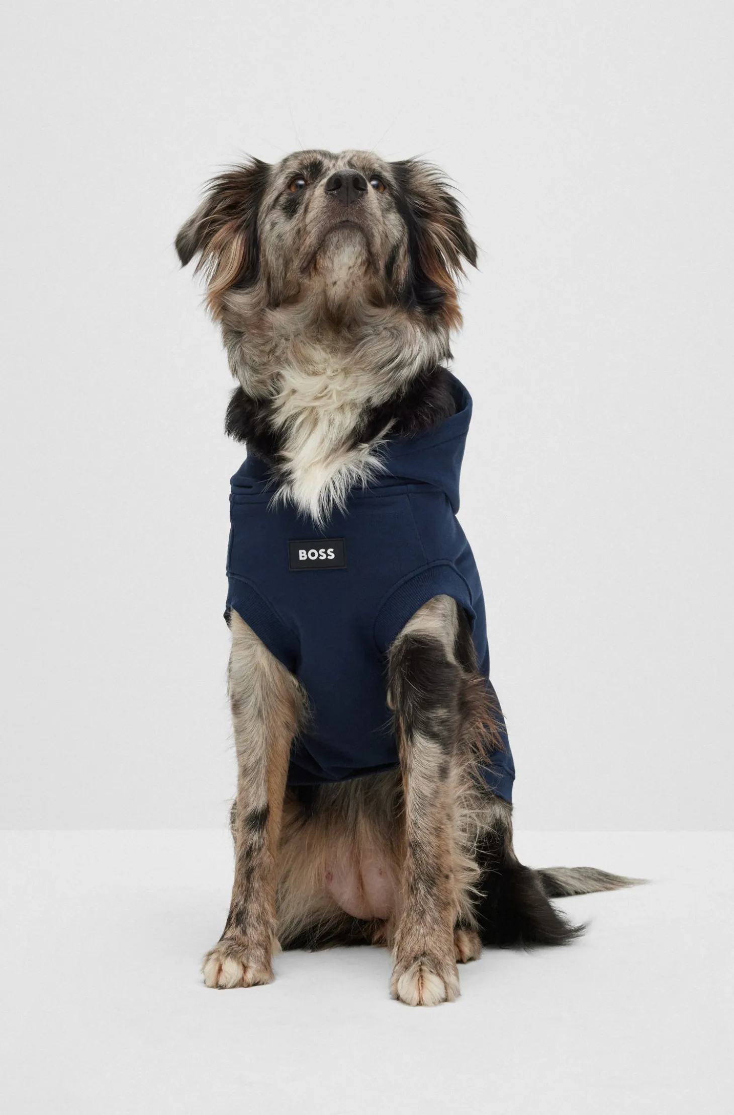 Hunde-Hoodie aus Baumwolle mit Palmen-Print
