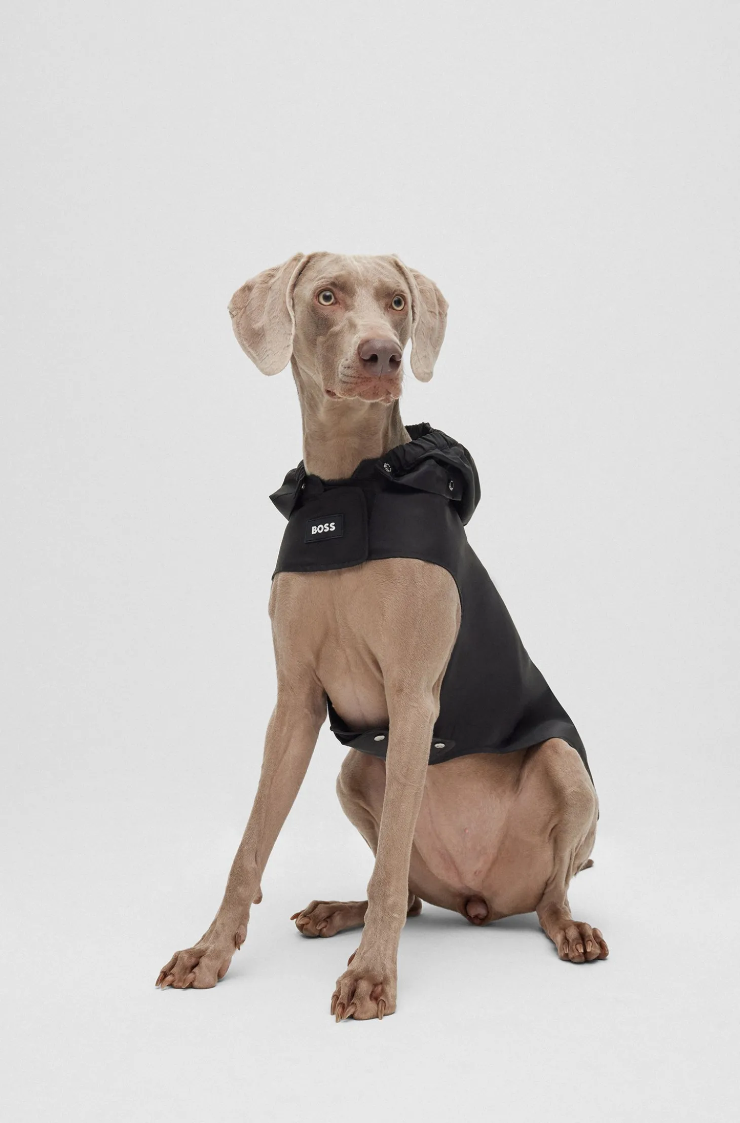 Hunde-Regenmantel aus wasserdichtem Gewebe mit Kontrast-Logo